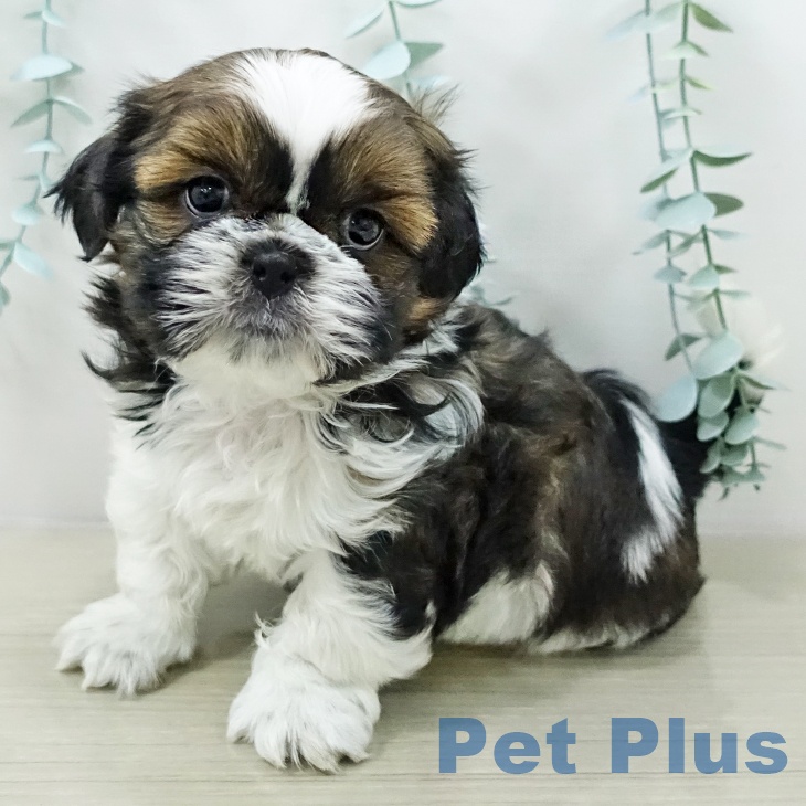 シー・ズーの写真2