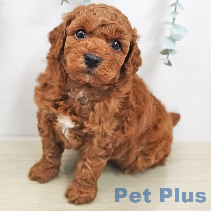 トイ・プードル