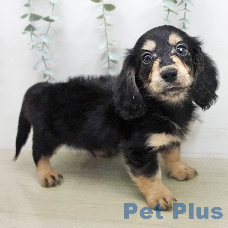 ミニチュア・ダックスフンド