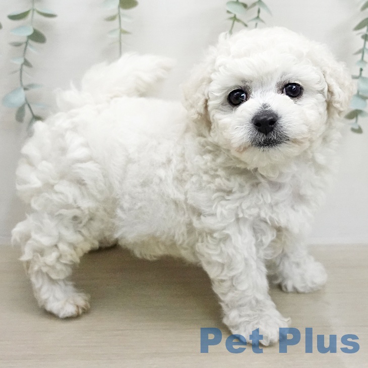 東京都のビションフリーゼ (ペッツワン 青梅インター店/2026年1月7日生まれ/男の子/ホワイト)の子犬