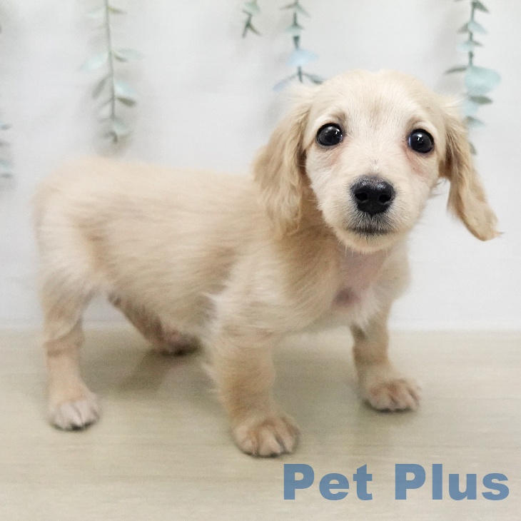 ミニチュア・ダックスフンドの写真2