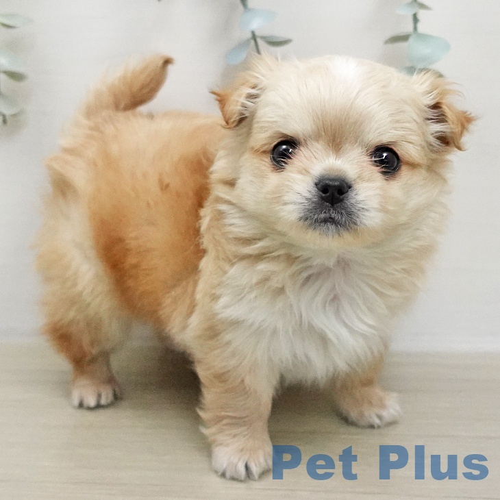 神奈川県のチワワ(ロング) (ペットプラス 天王町店/2026年1月13日生まれ/男の子/クリームホワイト)の子犬