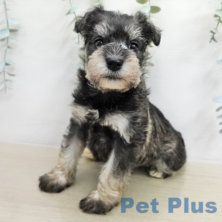 ミニチュア・シュナウザー