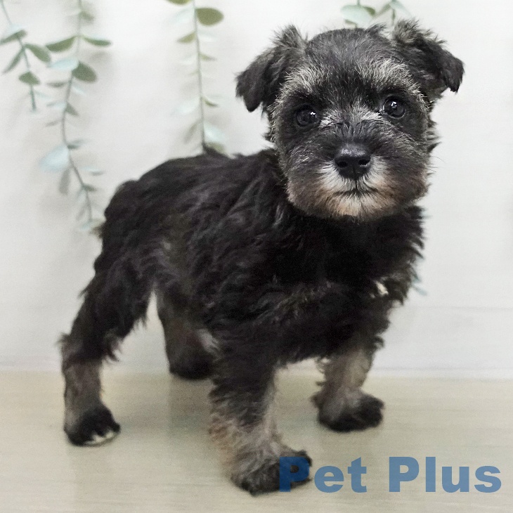 ミニチュア・シュナウザーの写真2