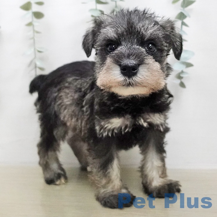 ミニチュア・シュナウザーの写真2