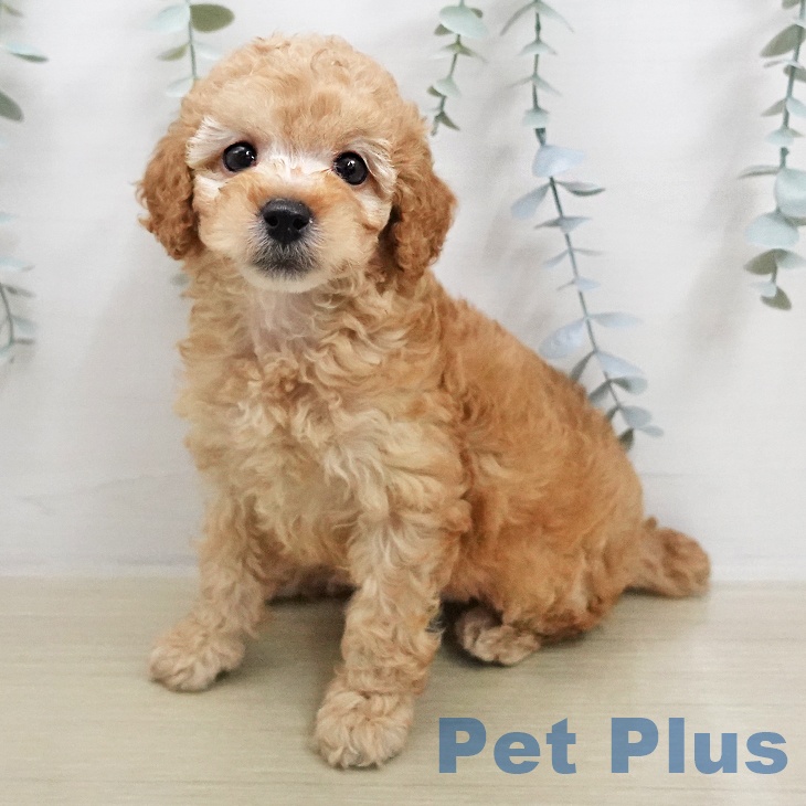 トイ・プードル