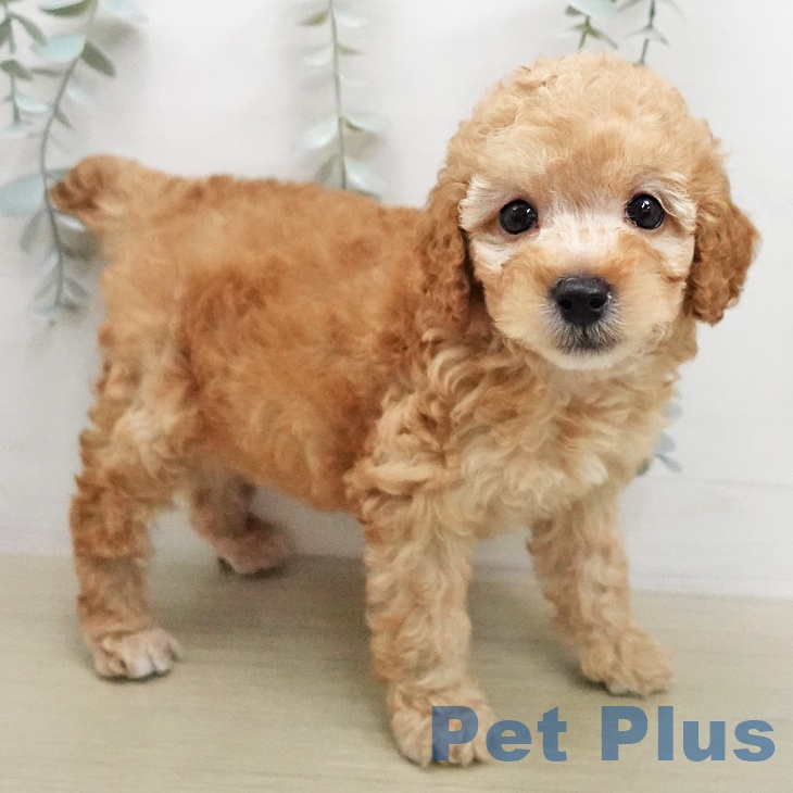 トイ・プードル