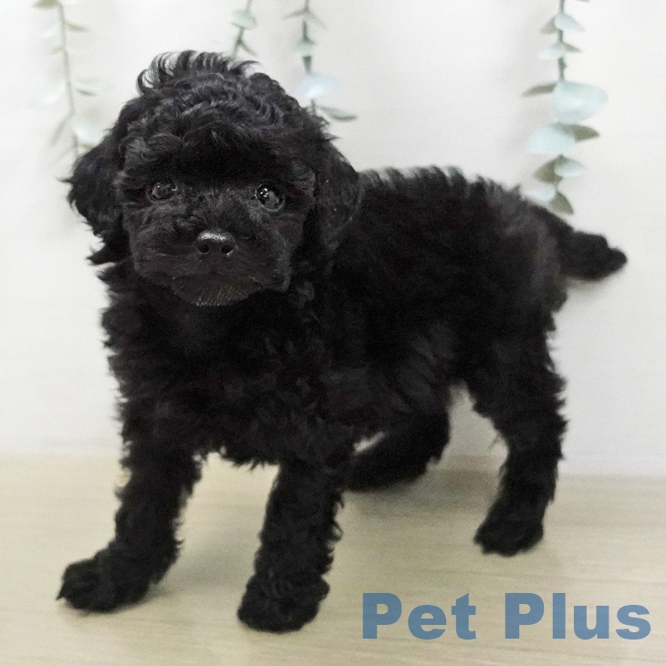 トイ・プードル