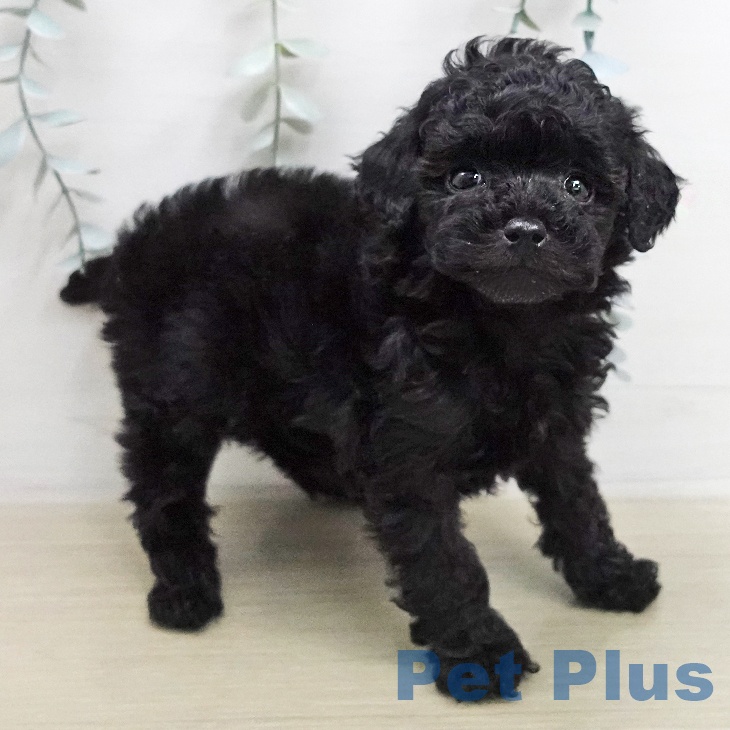 トイ・プードル