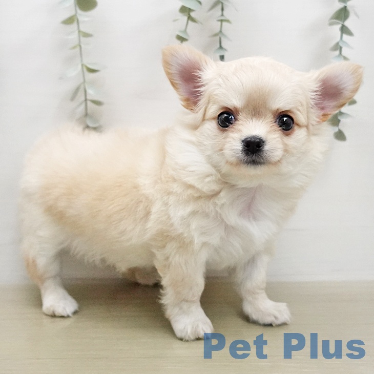 神奈川県のチワワ(ロング) (ペットプラス モザイクモール港北店/2026年1月10日生まれ/女の子/クリーム)の子犬の1枚目の画像