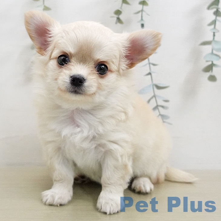 神奈川県のチワワ(ロング) (ペットプラス モザイクモール港北店/2026年1月10日生まれ/女の子/クリーム)の子犬の2枚目の画像