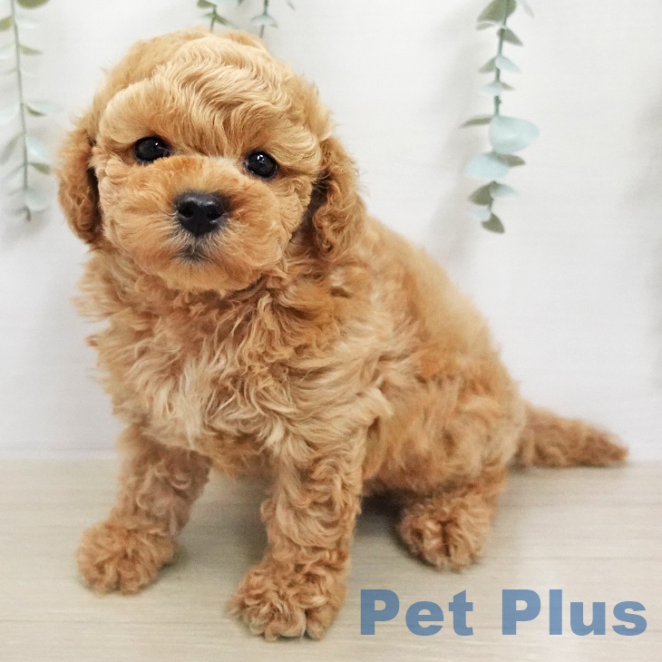 トイ・プードル