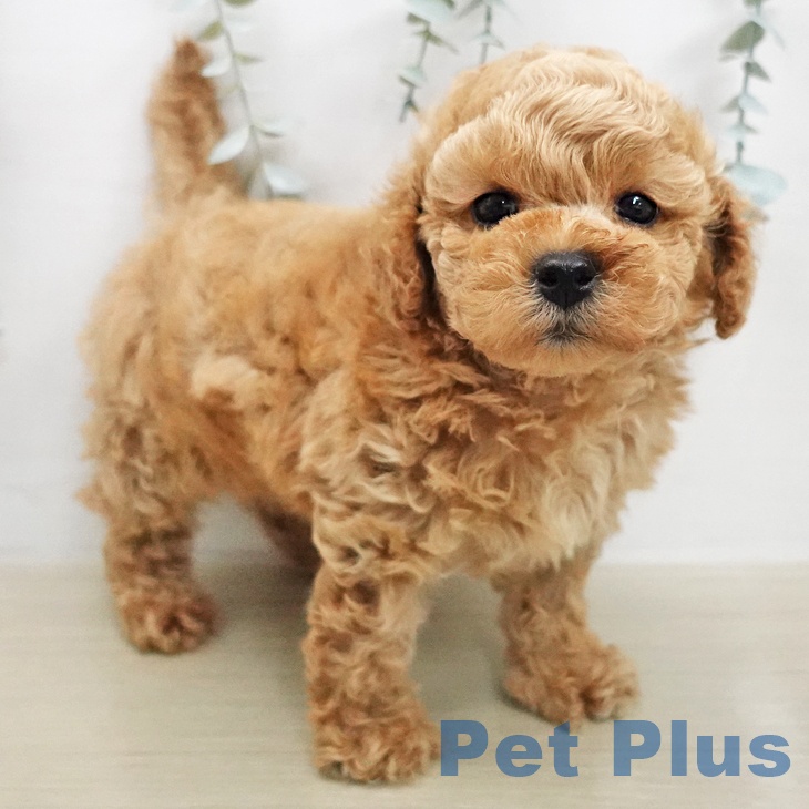 トイ・プードル