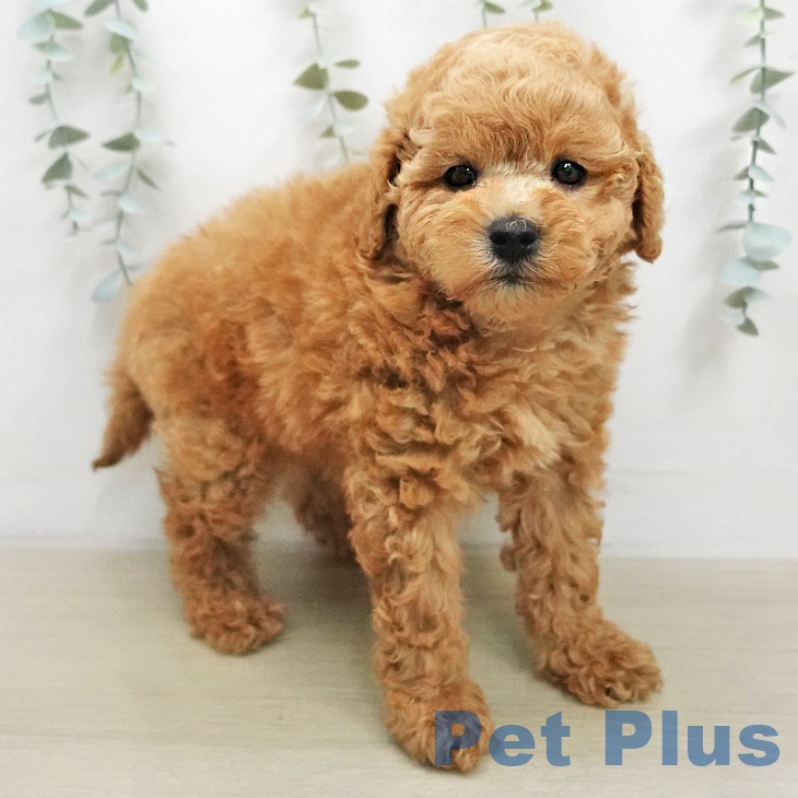 トイ・プードル