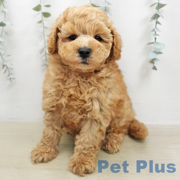 千葉県のトイプードル(トイ) (ペットプラス ユーカリが丘店/2026年1月13日生まれ/男の子/アプリコット)の子犬の1枚目の画像