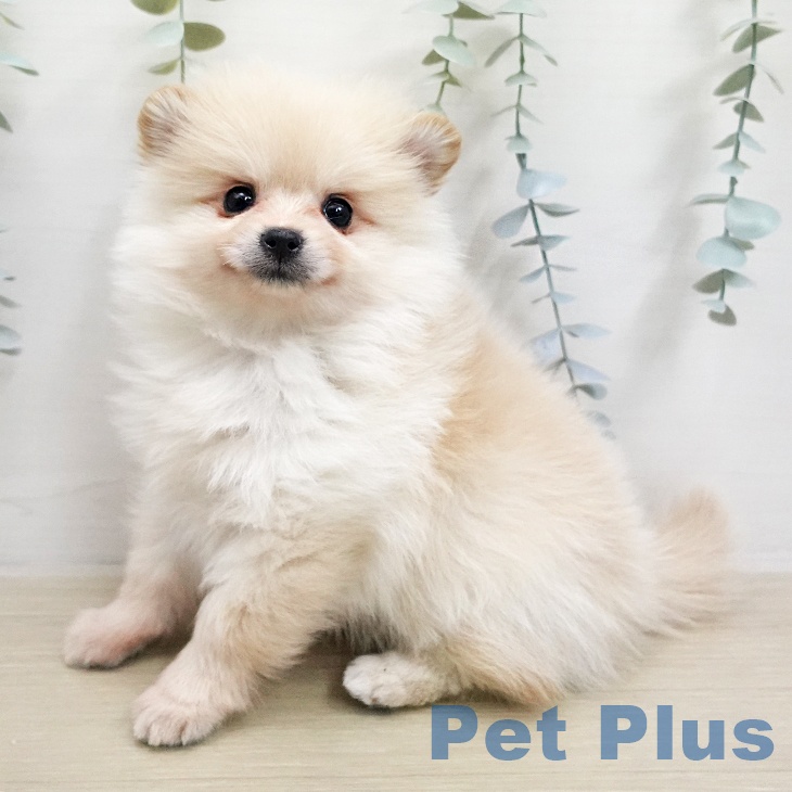 神奈川県のポメラニアン (ペットプラス アミーゴ藤沢店/2026年1月12日生まれ/女の子/クリーム)の子犬の1枚目の画像