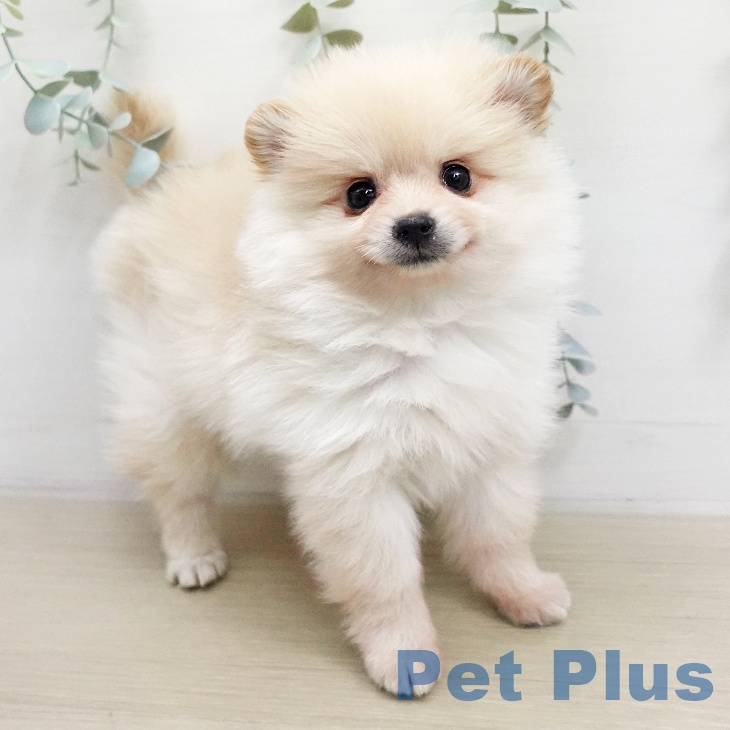 神奈川県のポメラニアン (ペットプラス アミーゴ藤沢店/2026年1月12日生まれ/女の子/クリーム)の子犬の2枚目の画像