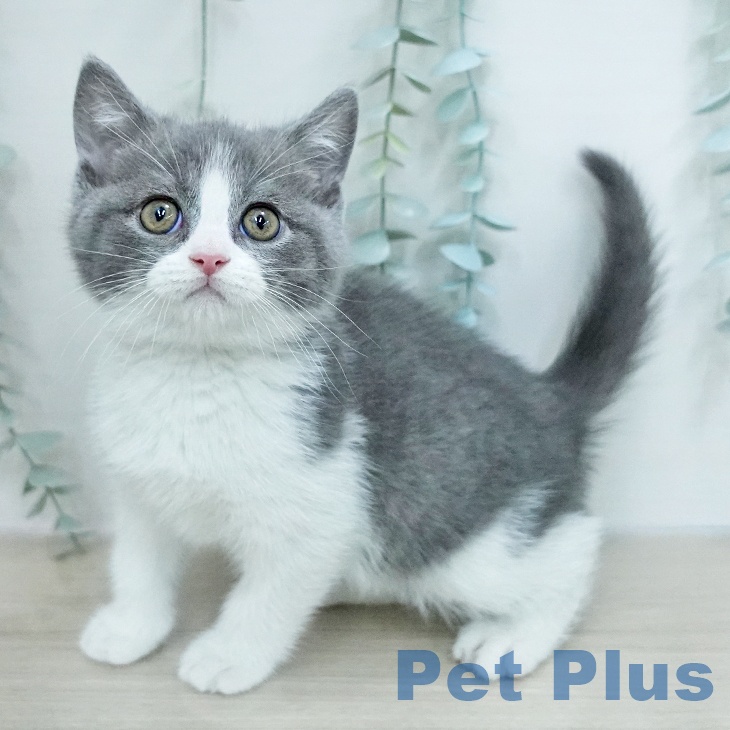 ブリティッシュショートヘア