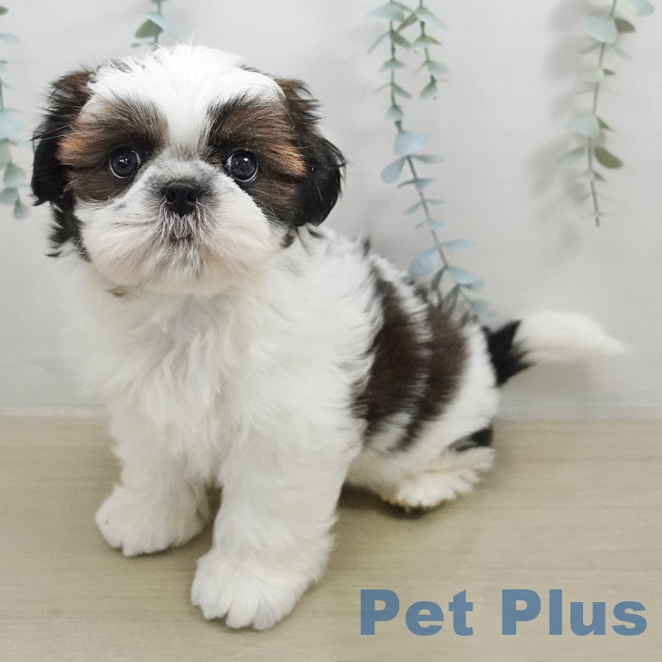 神奈川県のシーズー (ペットプラス モザイクモール港北店/2026年1月14日生まれ/女の子/ゴールドホワイト)の子犬の1枚目の画像