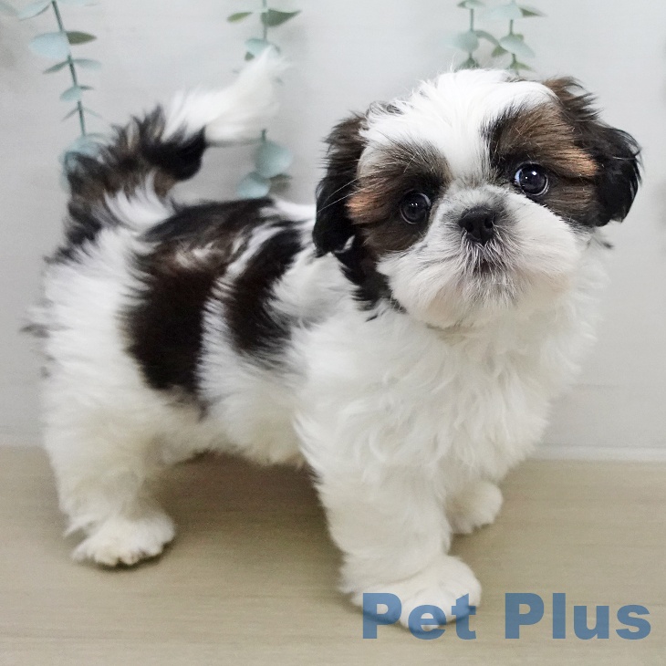 神奈川県のシーズー (ペットプラス モザイクモール港北店/2026年1月14日生まれ/女の子/ゴールドホワイト)の子犬の2枚目の画像