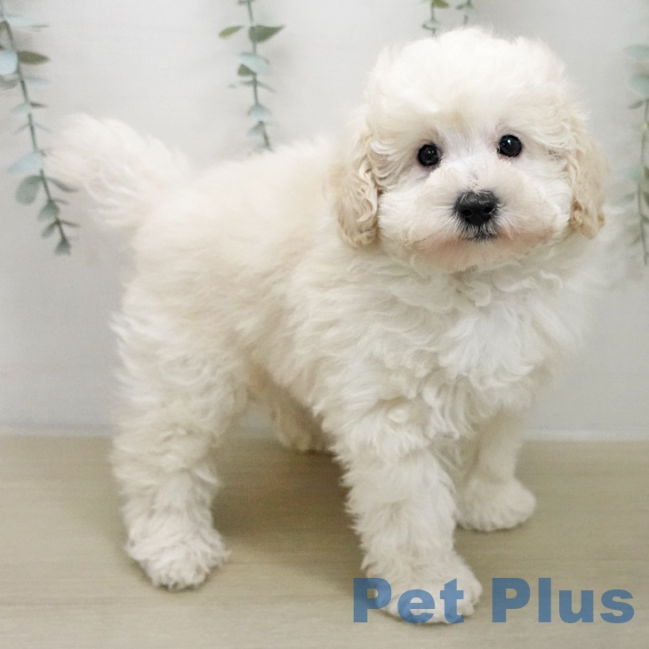 トイ・プードルの写真2