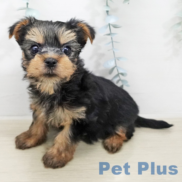 神奈川県のヨークシャーテリア (ペットプラス モザイクモール港北店/2026年1月12日生まれ/男の子/スチールブルータン)の子犬の1枚目の画像