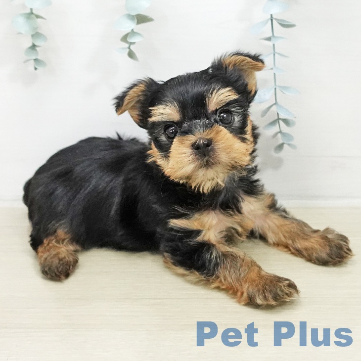 ヨークシャー・テリアの写真2