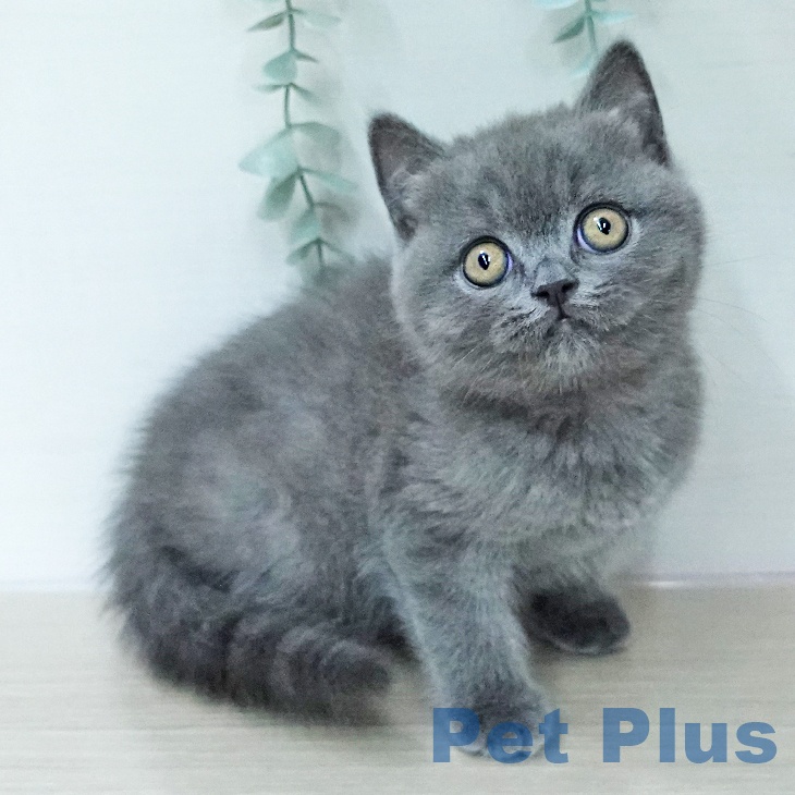 ブリティッシュショートヘア