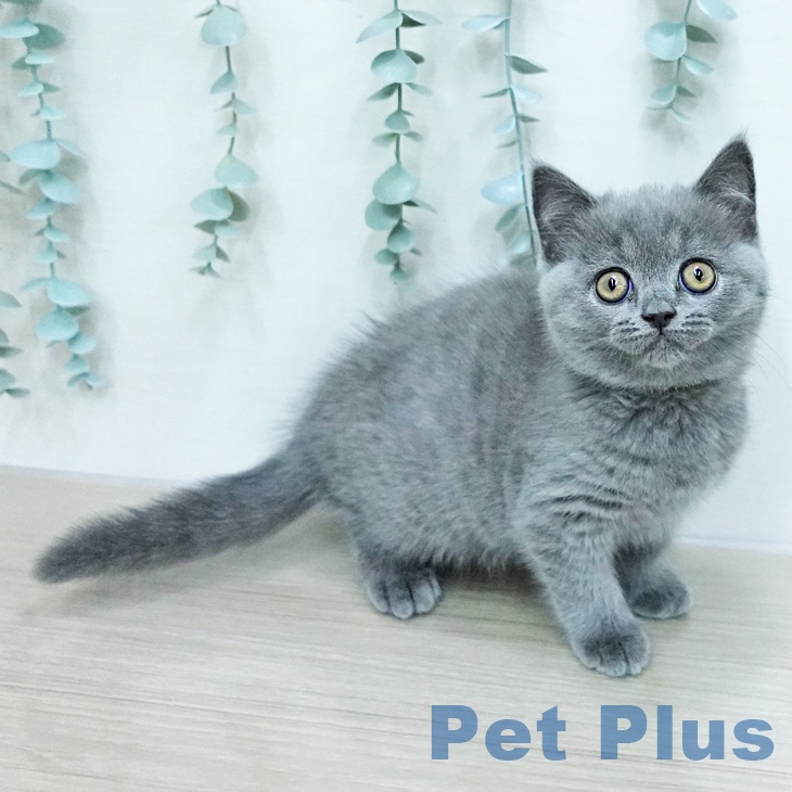 ブリティッシュショートヘア