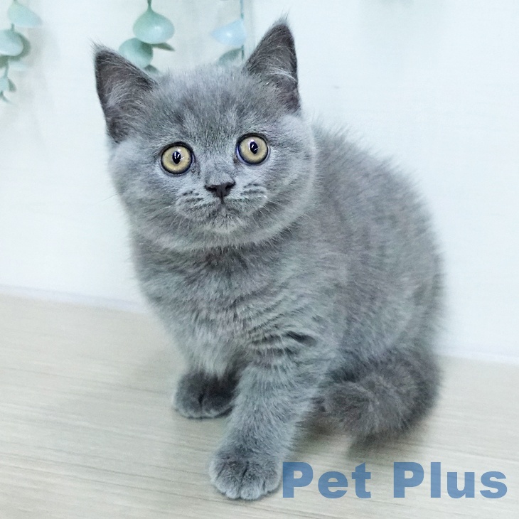 ブリティッシュショートヘアの写真2