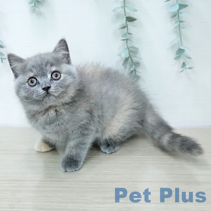 ブリティッシュショートヘア