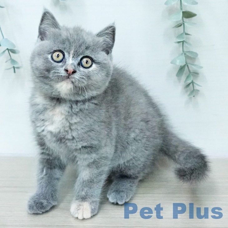 神奈川県のブリティッシュショートヘアー (ペットプラス モザイクモール港北店/2026年1月13日生まれ/女の子/ブルークリーム)の子猫の1枚目の画像