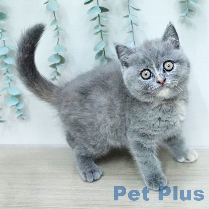 神奈川県のブリティッシュショートヘアー (ペットプラス モザイクモール港北店/2026年1月13日生まれ/女の子/ブルークリーム)の子猫の2枚目の画像