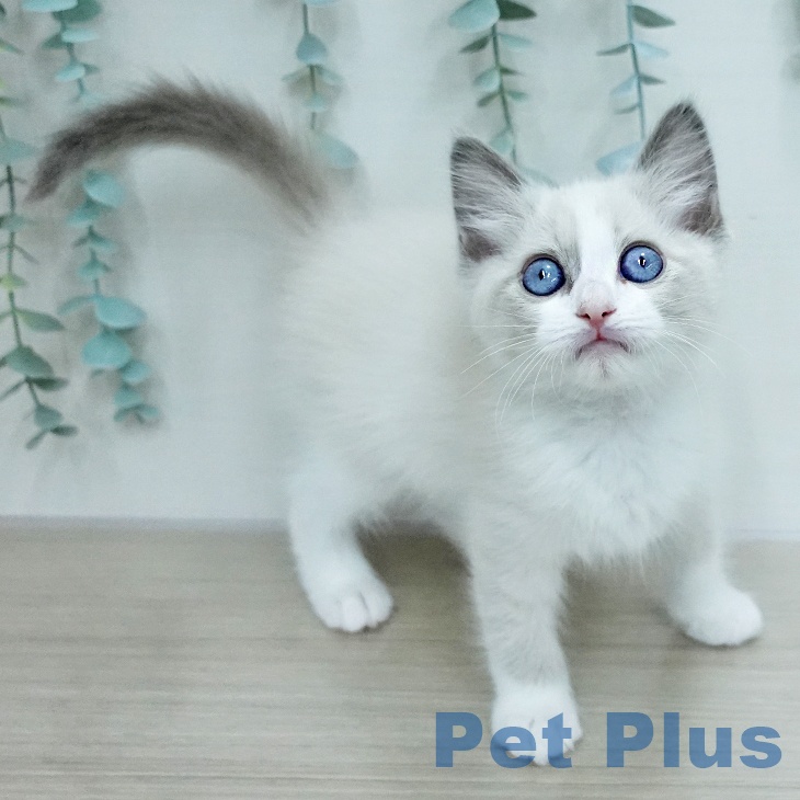 神奈川県のラグドール (ペットプラス モザイクモール港北店/2026年1月13日生まれ/男の子/ブルーポイントバイカラー)の子猫の1枚目の画像