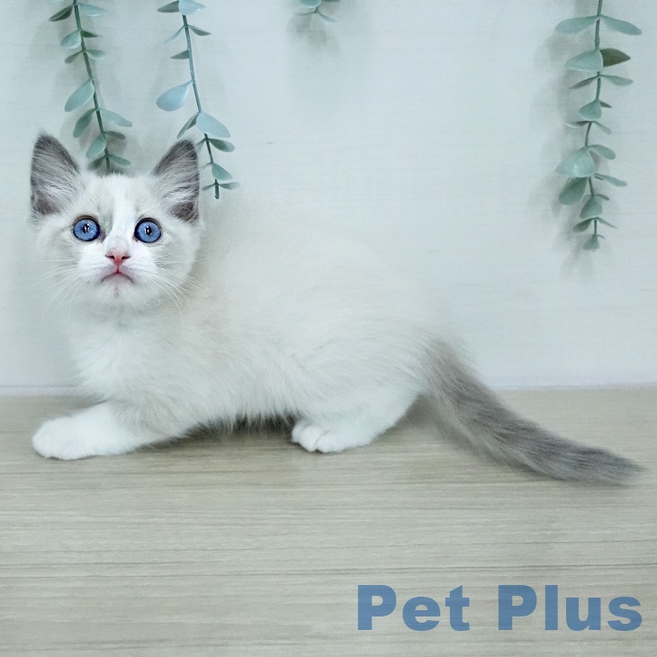 神奈川県のラグドール (ペットプラス モザイクモール港北店/2026年1月13日生まれ/男の子/ブルーポイントバイカラー)の子猫の2枚目の画像