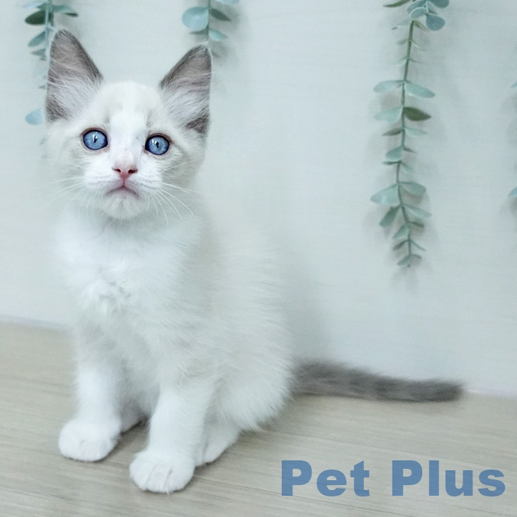 埼玉県のラグドール (ペッツワン 浦和美園店/2026年1月13日生まれ/男の子/ブルーポイントバイカラー)の子猫の1枚目の画像