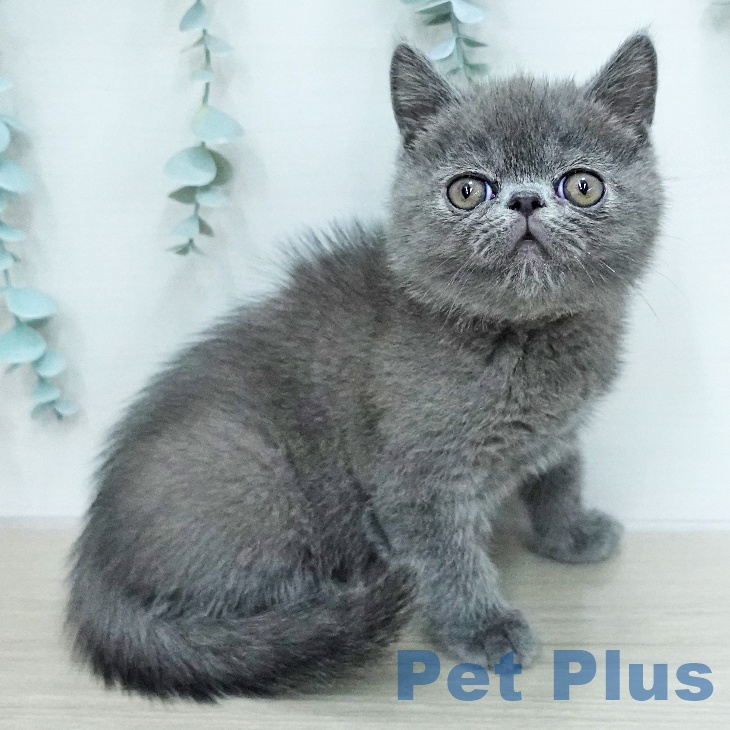 神奈川県のエキゾチック (ペットプラス モザイクモール港北店/2026年1月10日生まれ/男の子/ブルー)の子猫の1枚目の画像