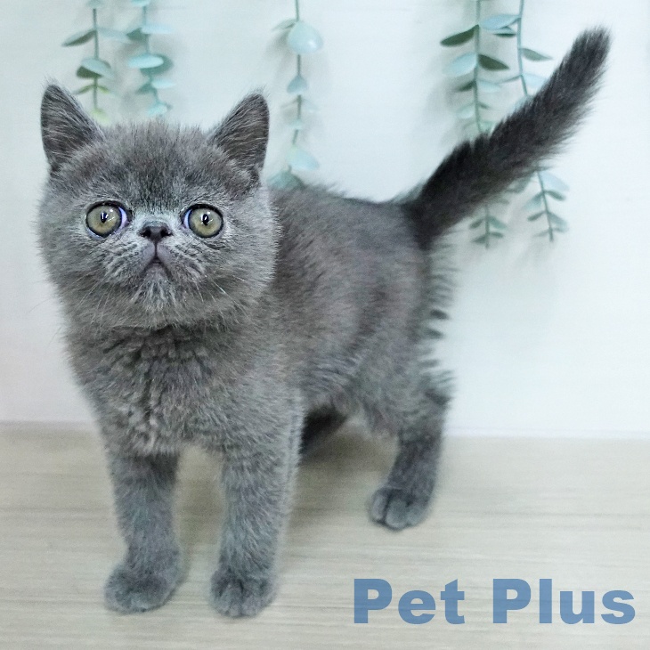 神奈川県のエキゾチック (ペットプラス モザイクモール港北店/2026年1月10日生まれ/男の子/ブルー)の子猫の2枚目の画像