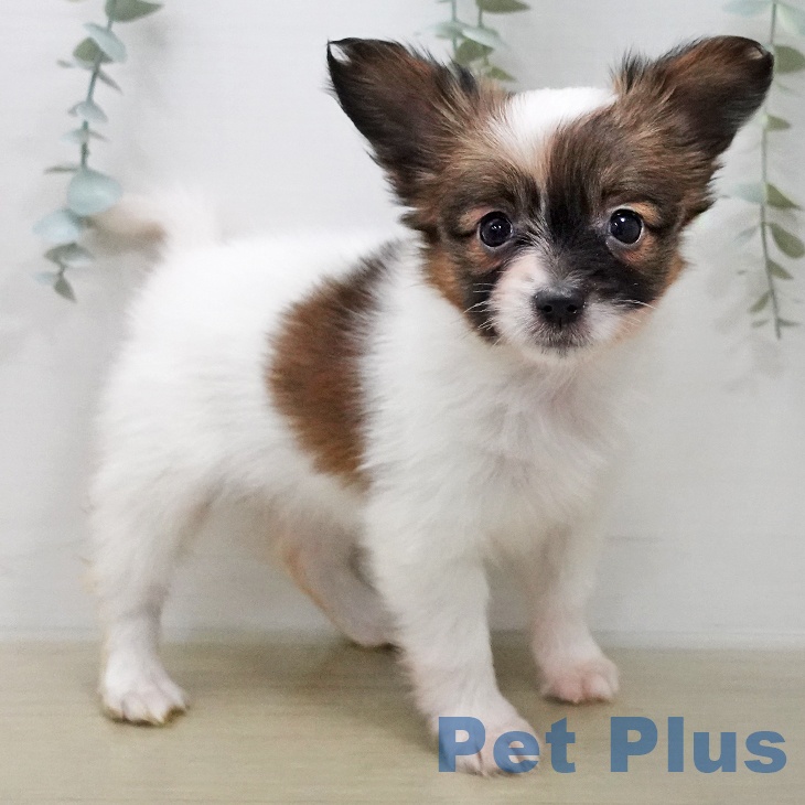 パピヨンの写真2