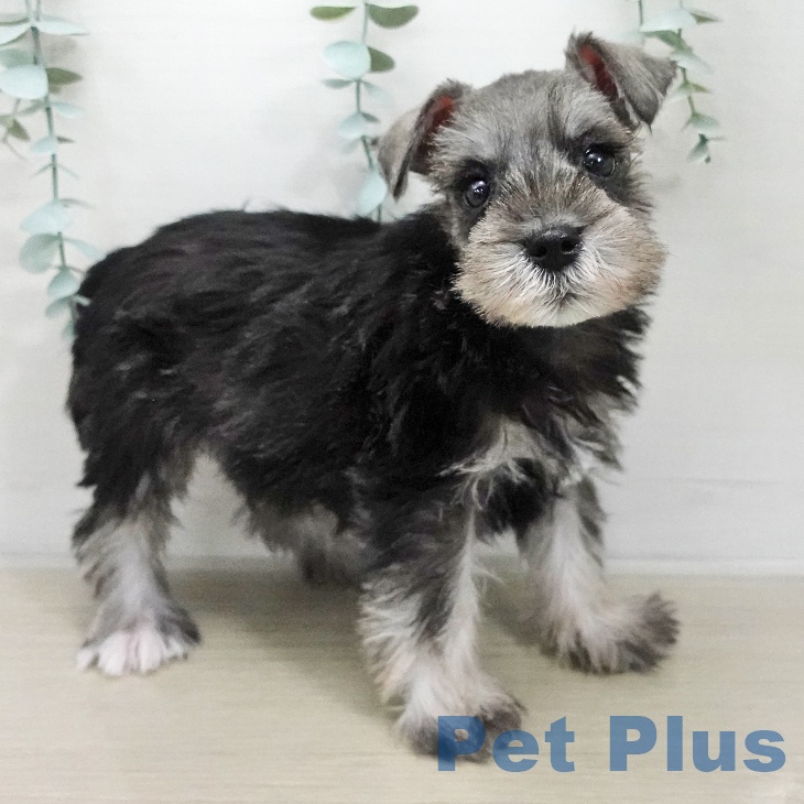 ミニチュア・シュナウザー