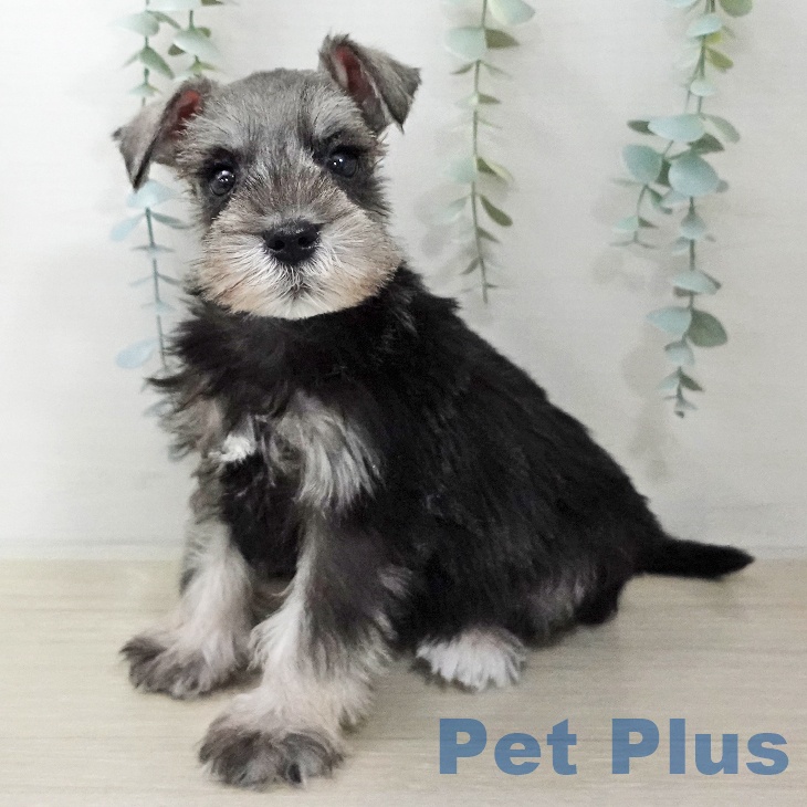 ミニチュア・シュナウザーの写真2