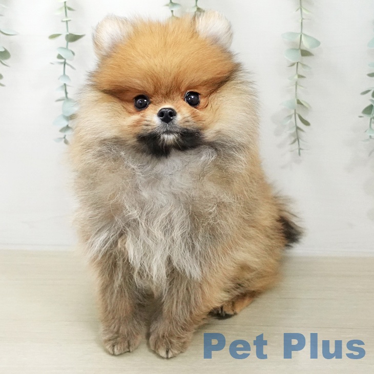 ポメラニアン