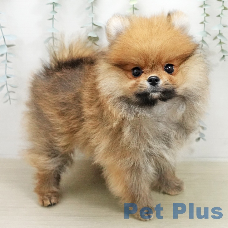 ポメラニアンの写真2