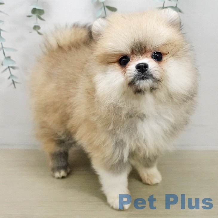 埼玉県のポメラニアン (ペットプラス 羽生店/2026年1月12日生まれ/女の子/オレンジ)の子犬