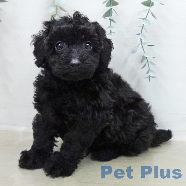 トイ・プードル