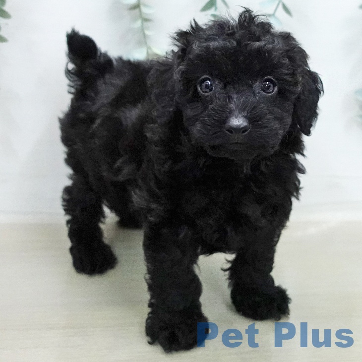 トイ・プードルの写真2