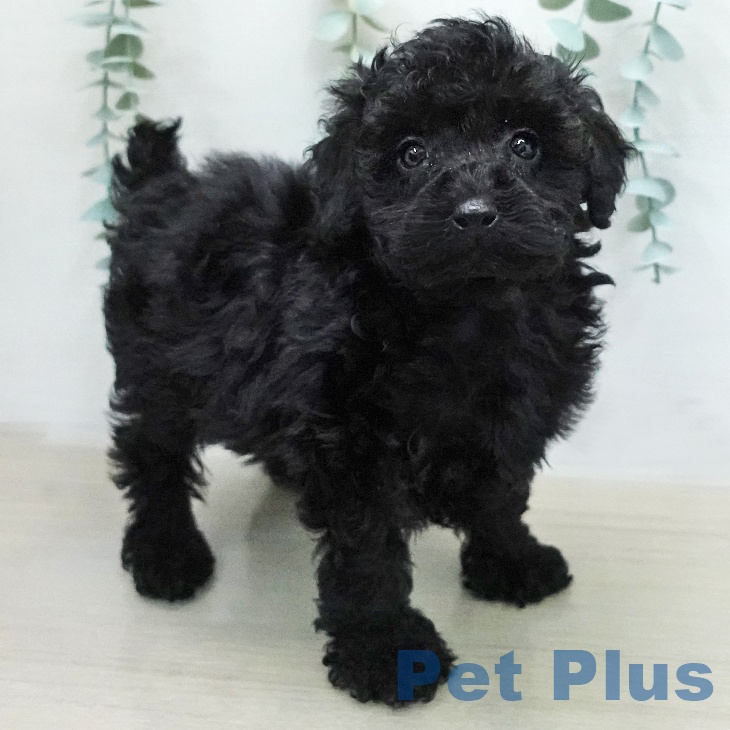 神奈川県のトイプードル(トイ) (ペットプラス 武蔵小杉店/2026年1月13日生まれ/男の子/ブラック)の子犬の1枚目の画像