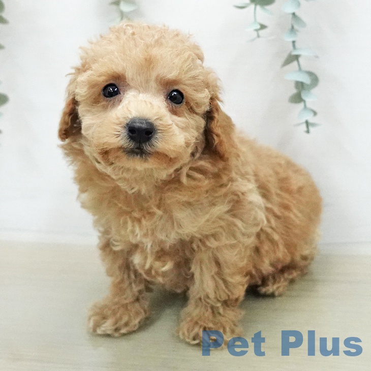 埼玉県のトイプードル(トイ) (ペットプラス ららぽーと富士見店/2026年1月13日生まれ/男の子/アプリコット)の子犬の2枚目の画像