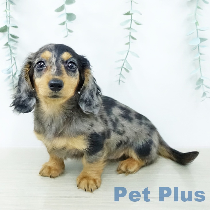 カニーンヘン・ダックスフンド