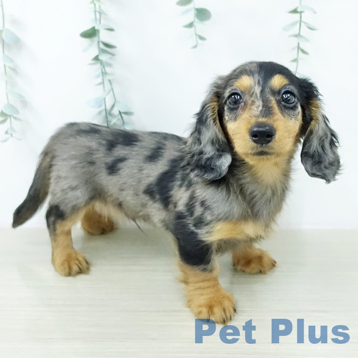 カニーンヘン・ダックスフンドの写真2